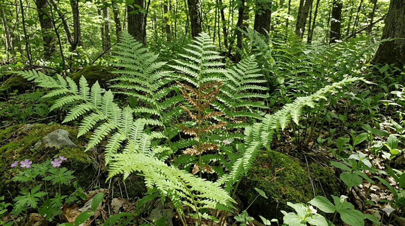 Interrupted Fern